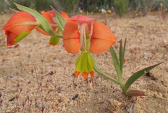 Gladiolus pulcherrimus