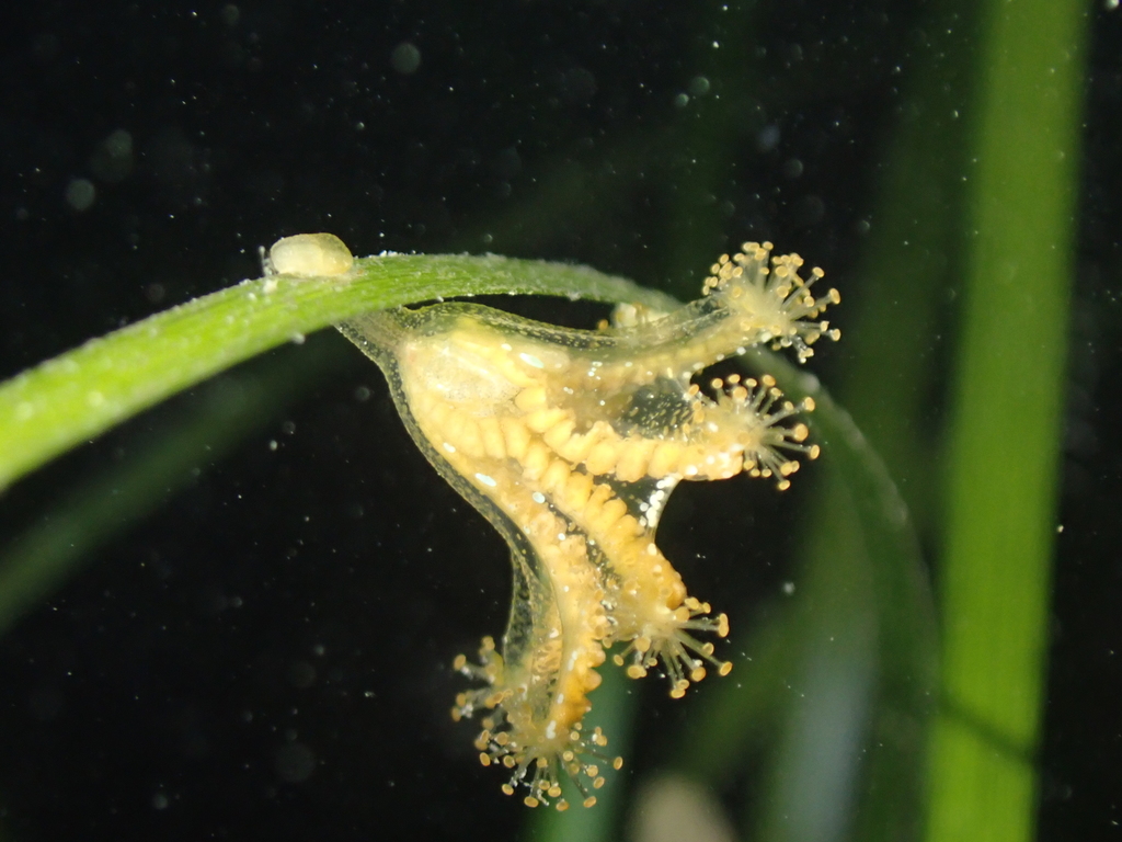 Amyostaurida