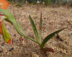 Gladiolus pulcherrimus