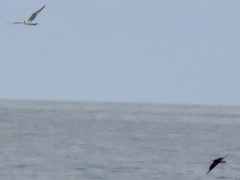 Stercorarius pomarinus