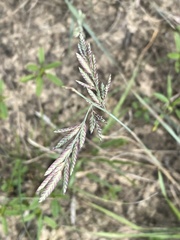 Eragrostis secundiflora