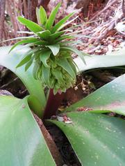 Eucomis regia