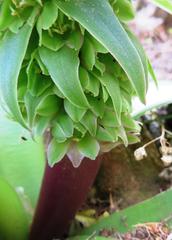 Eucomis regia