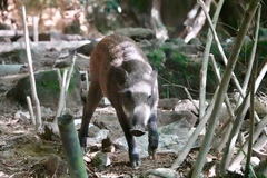 Sus scrofa moupinensis