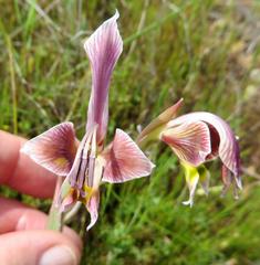 Gladiolus uysiae