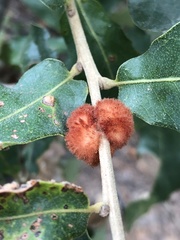 Striatoandricus aciculatus