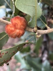 Striatoandricus aciculatus