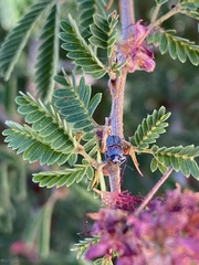 Pachybrachis thoracicus