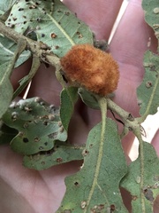 Striatoandricus aciculatus