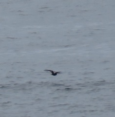Hydrobates microsoma