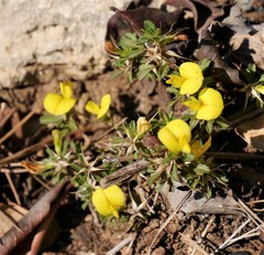 Ononis minutissima
