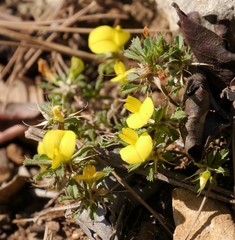 Ononis minutissima