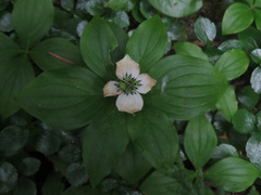 Cornus unalaschkensis