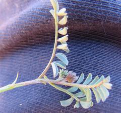 Indigofera humifusoides