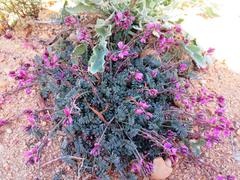 Indigofera humifusoides