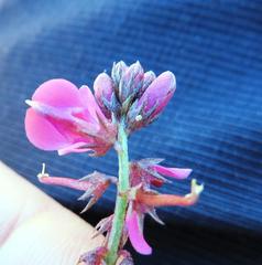 Indigofera humifusoides