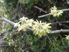 Cynanchum viminale viminale