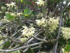 Cynanchum viminale viminale