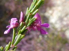 Indigofera pappei