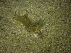 Apletodon dentatus