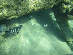 Abudefduf septemfasciatus