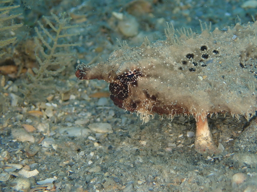 Roughback Batfish (Ogcocephalus parvus) — Ogcocephalidae — 5