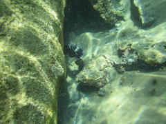 Abudefduf septemfasciatus