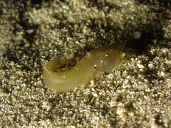 Apletodon dentatus
