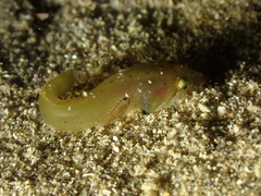 Apletodon dentatus