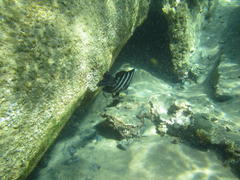 Abudefduf septemfasciatus