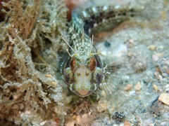 Parablennius marmoreus