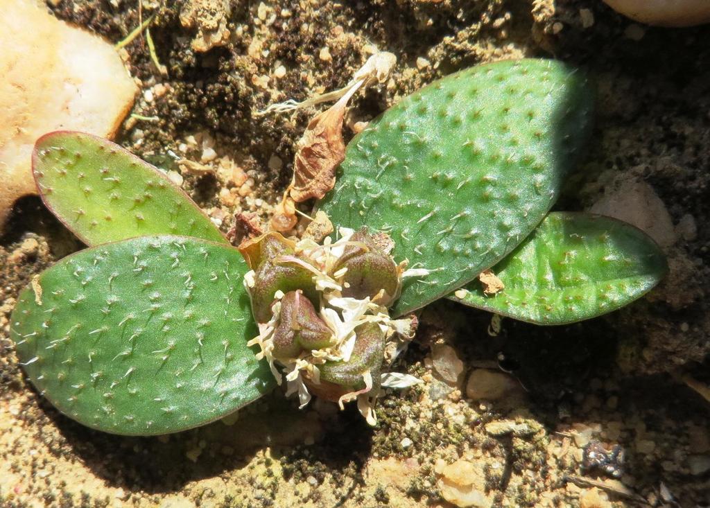 Massonia tenella, Papkuil Hiking Trail, Niewoudtville