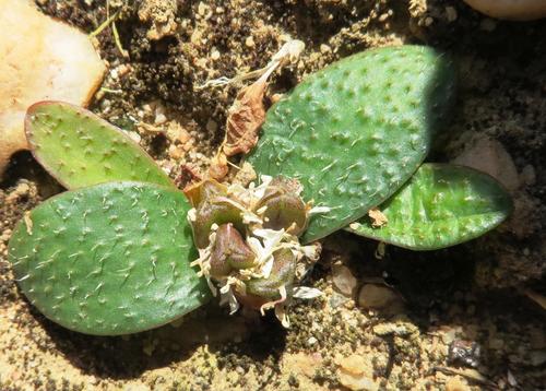 Massonia tenella