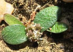Massonia tenella