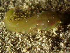 Apletodon dentatus