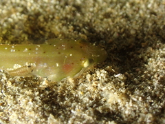 Apletodon dentatus