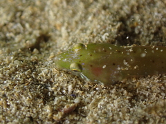 Apletodon dentatus