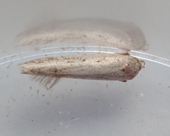 Blastobasis adustella