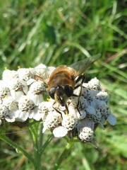 Eristalis tenax
