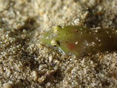 Apletodon dentatus