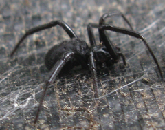 Steatoda capensis