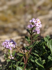 Iberis procumbens