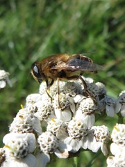 Eristalis tenax
