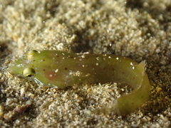 Apletodon dentatus