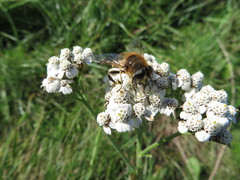 Eristalis tenax
