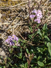 Iberis procumbens