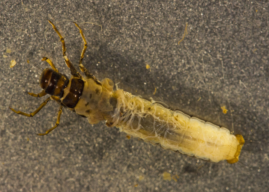 Limnephilus externus