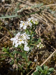 Iberis procumbens