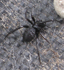 Steatoda capensis