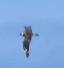 Stercorarius pomarinus